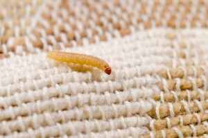 Tineola bisselliella larva